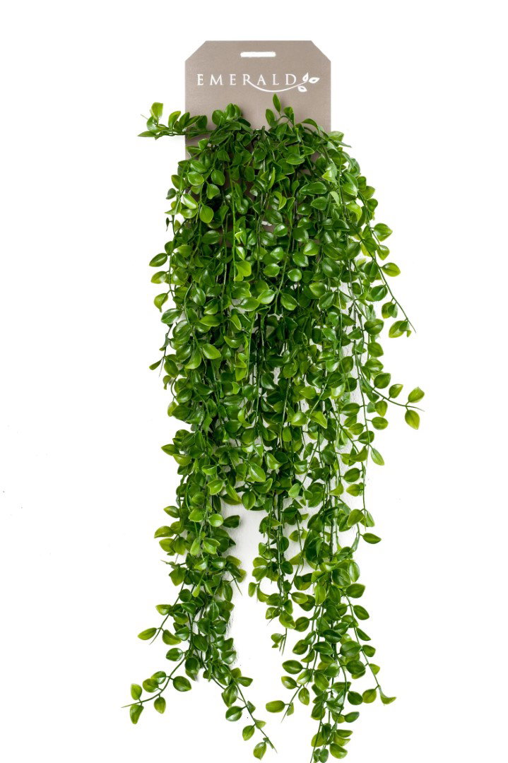 Ficus pumila hanging bush groen 80 cm Emerald - Emerald