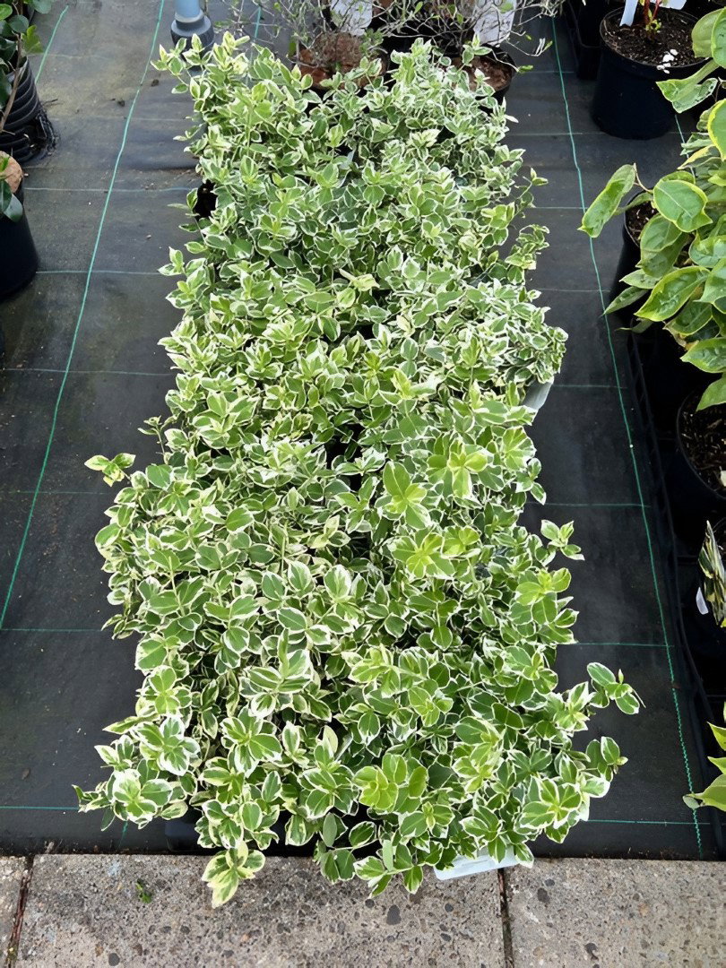 Grass hanging bush groen 80 cm Emerald - Emerald