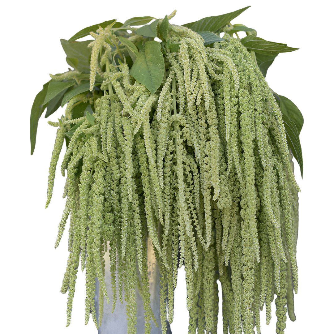 Amaranthus hanging bush groen 80 cm Emerald - Emerald
