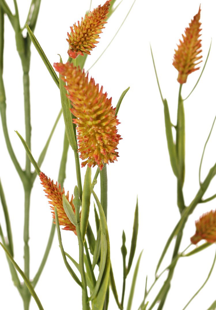 https://cdn.warentuin.nl/media/catalog/product/S/C/SCAN8714617001146_01_smalbladklaver_trifolium_angustifolium_4x_vertakt_met_13_b_fc1f.jpg