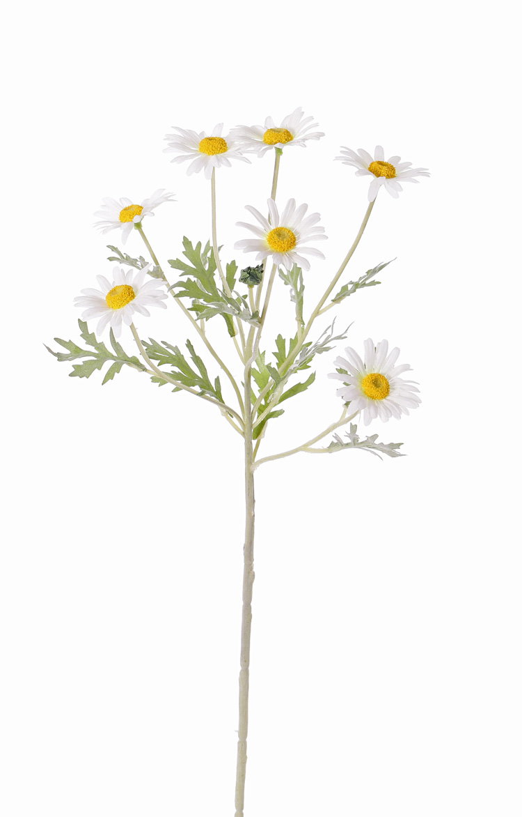 https://cdn.warentuin.nl/media/catalog/product/S/C/SCAN8714617009302_margriet_leucanthemum_7_bloemen_dia_5_cm_1_knop_7_bladeren_fl_7134.jpg