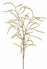 Top art tamarisk knoppentak  - 