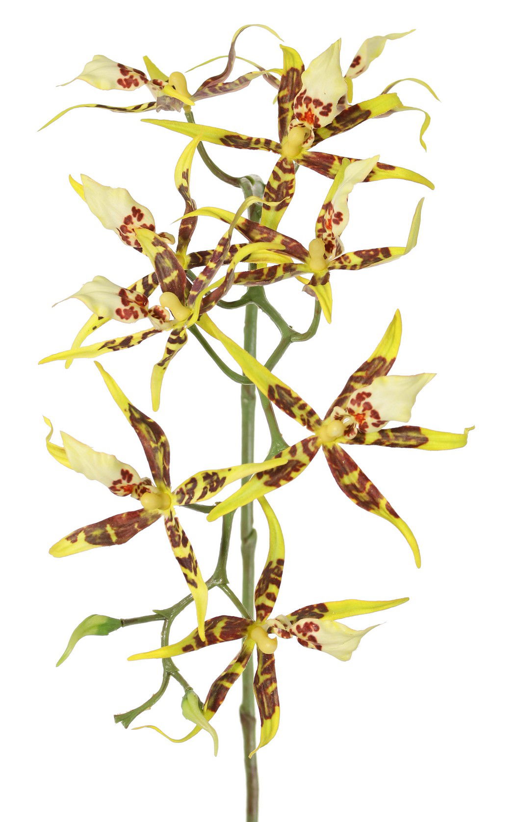 Spiderorchidee brassia met 9 bloemen & 2 plastic knoppen kunstbloem zijde nepbloem - Driesprong Collection