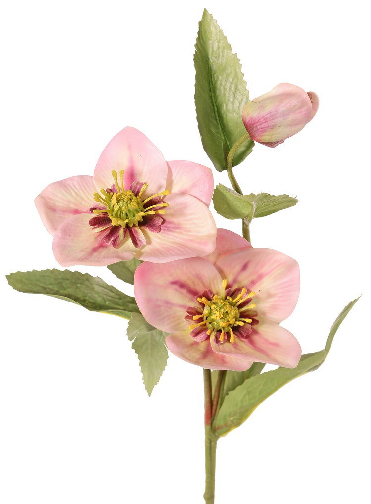 https://cdn.warentuin.nl/media/catalog/product/S/C/SCAN8714617046796_helleborus_kerstroos_met_2_bloemen_8_cm_10_cm_1_knop_8_blader_4752.jpg
