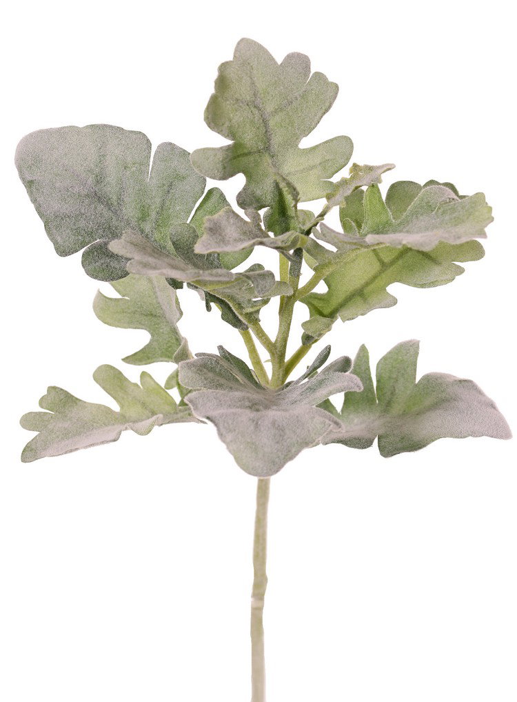 https://cdn.warentuin.nl/media/catalog/product/S/C/SCAN8714617058102_zilverkruiskruid_dusty_miller_met_14_geflockte_bladeren_48_cm_a7be.jpg