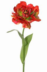 tulp Top Art - Top art