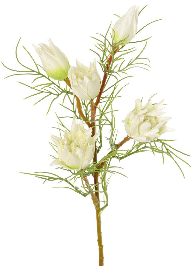 https://cdn.warentuin.nl/media/catalog/product/S/C/SCAN8714617090386_protea_klein_suikerbaard_met_3_bloemen_2_knoppen_en_12_plasti_a667.jpg