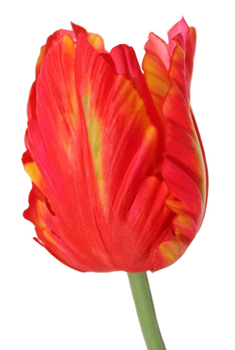 https://cdn.warentuin.nl/media/catalog/product/S/C/SCAN8714617092038_01_tulp_tulipa_parrot_garden_art_1_bloem_dia_6_x_8_5_cm_met_2_35e3.jpg