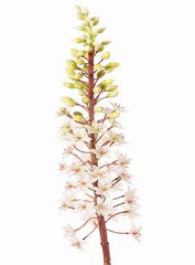 eucomis (ananaslelie) met polyester bloemen en plastic bloemknoppen, 90 cm Top Art - Top art
