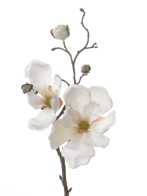 https://cdn.warentuin.nl/media/catalog/product/S/C/SCAN8714617127761_magnoliatak_beverboom_kort_met_2_bloemen_dia_10_cm_dia_7_cm_4_d70b.jpg