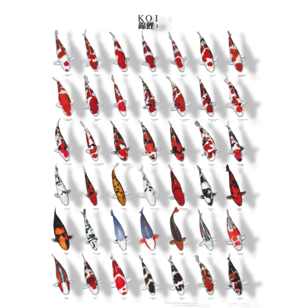 Aquadistri Koiposter nr.1 gelamineerd 68x90 cm  - 