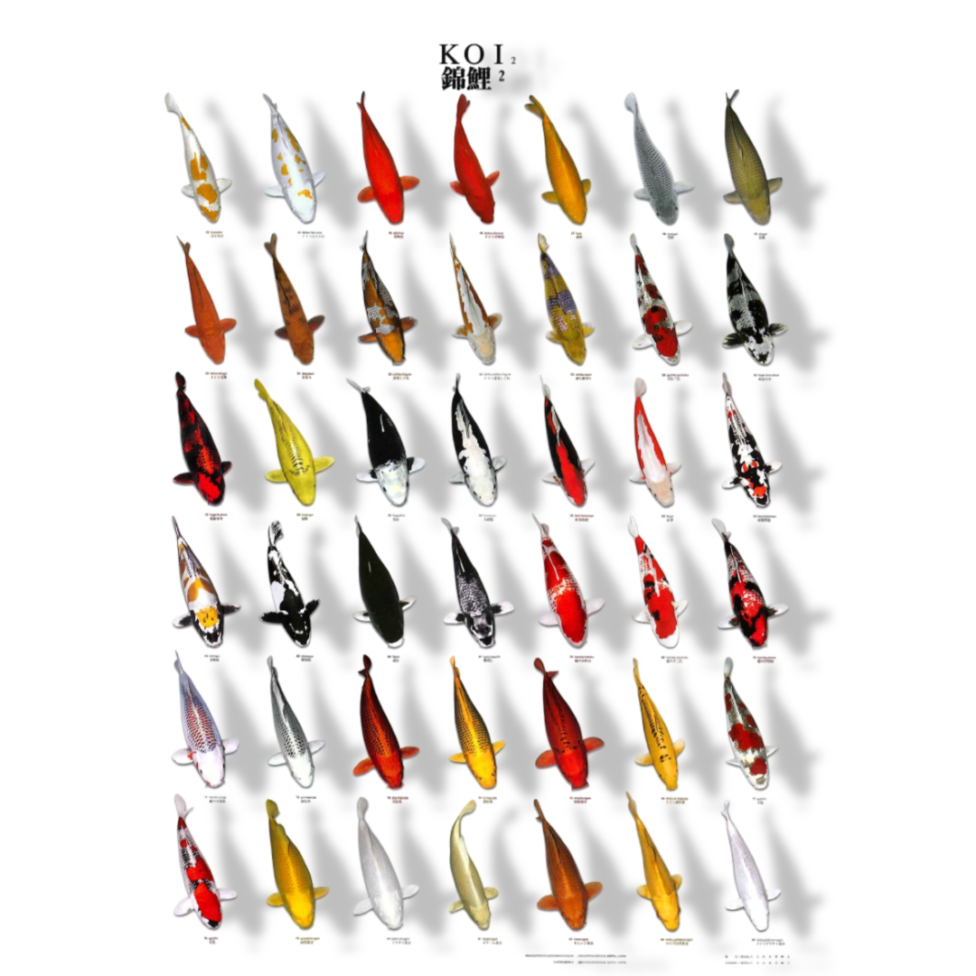 Aquadistri Koiposter nr.2 gelamineerd 68x90 cm  - 