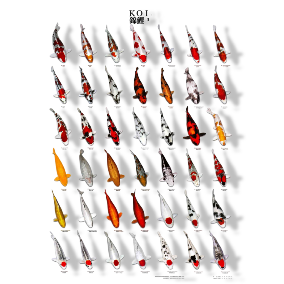 Aquadistri Koiposter nr.3 a4 gelamineerd  - 