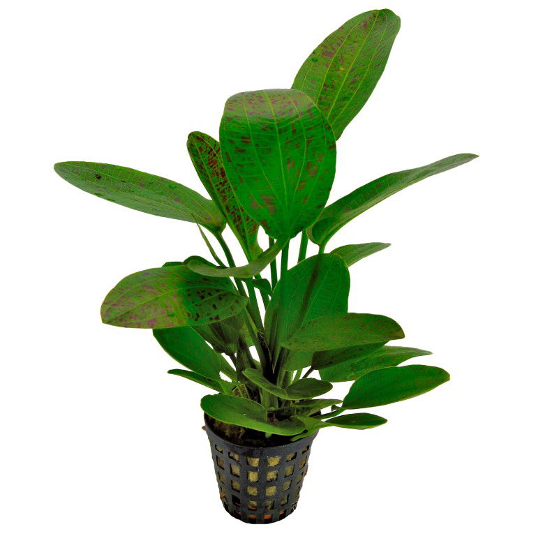 Ap-echinodorus ozelot groen 5 cm pot - Aquadistri