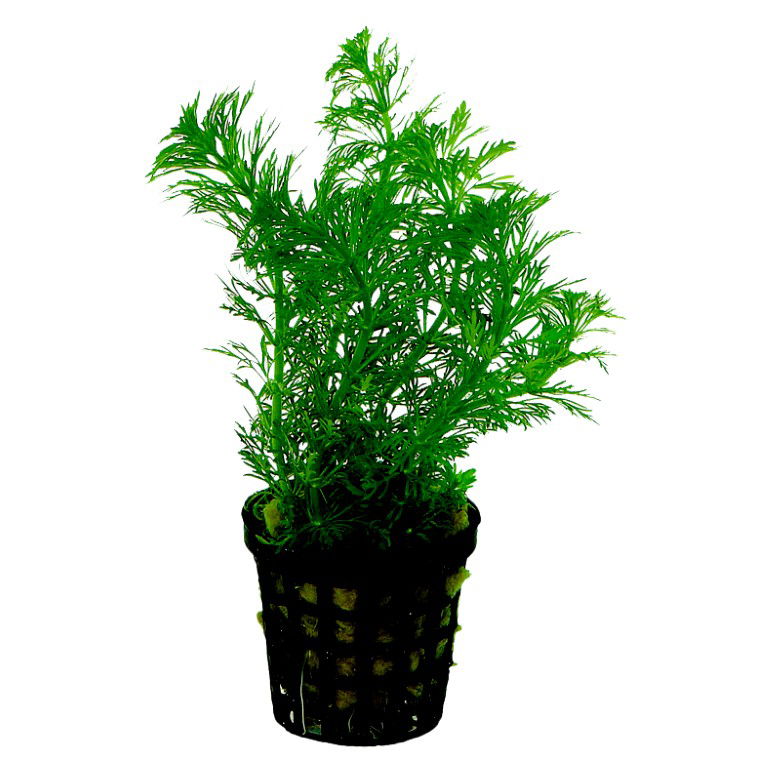 Ap-limnophila heterophylla 5 cm pot - Aquadistri