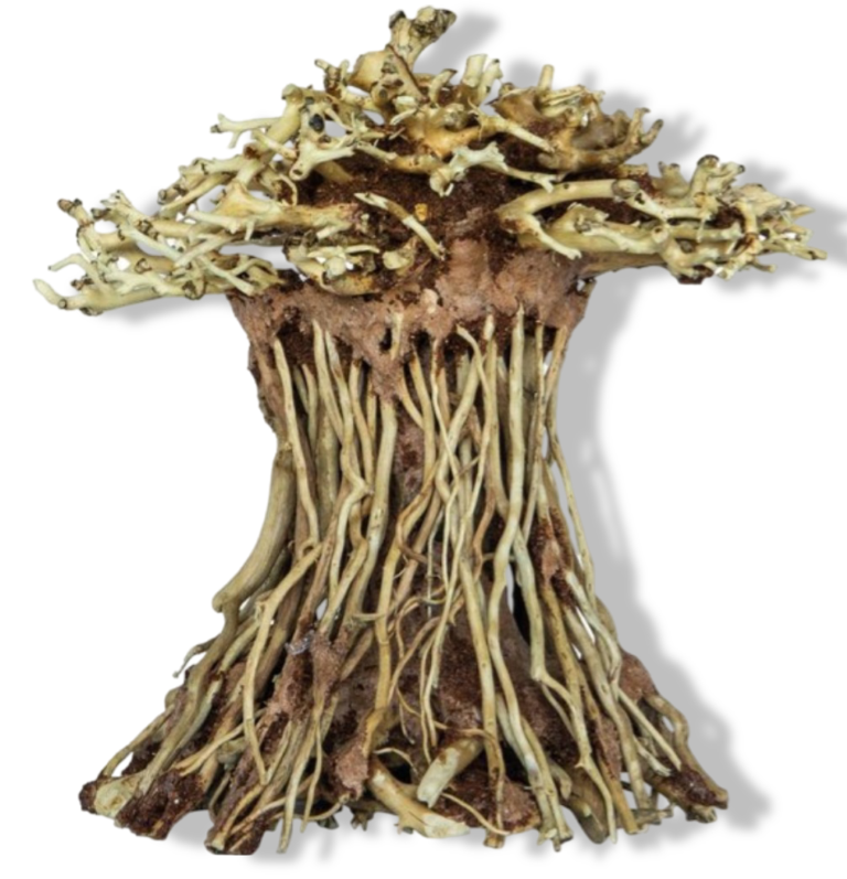 https://cdn.warentuin.nl/media/catalog/product/S/C/SCAN8715897313431_01_superfish_aquarium_decoratie_bonsai_mushroom_b09f.png