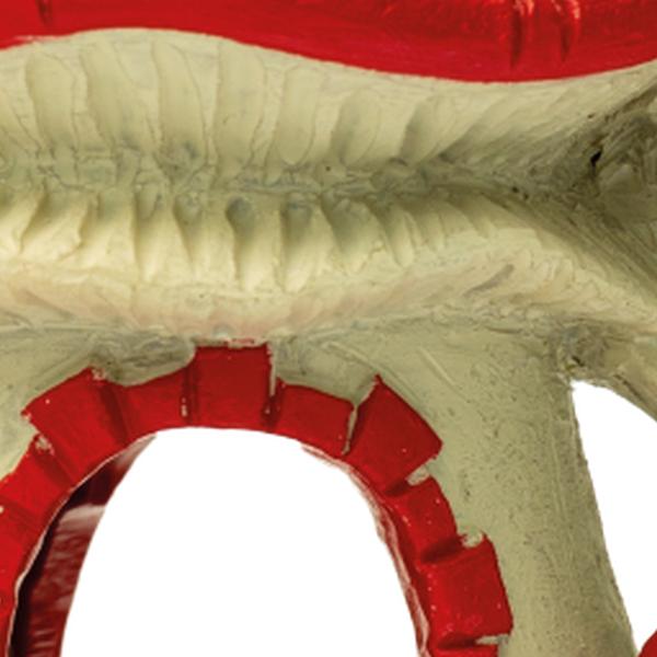 https://cdn.warentuin.nl/media/catalog/product/S/C/SCAN8715897319754_01_superfish_aquarium_accesoires_sf_mushroom_house_ee1c.jpg