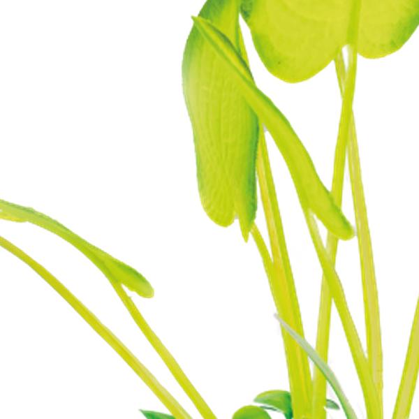 https://cdn.warentuin.nl/media/catalog/product/S/C/SCAN8715897319938_01_superfish_aquarium_accesoires_sf_art_plant_25_c_7015.jpg