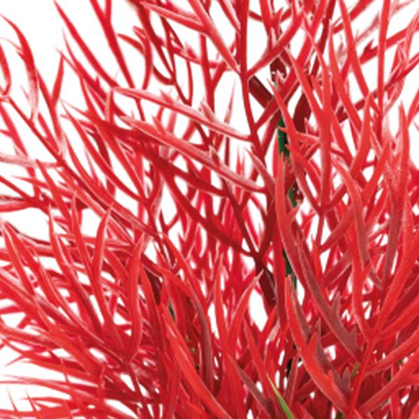 https://cdn.warentuin.nl/media/catalog/product/S/C/SCAN8715897319952_01_superfish_aquarium_accesoires_sf_art_plant_25_c_c9d9.jpg