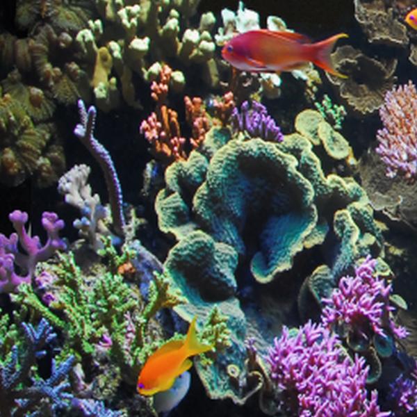 https://cdn.warentuin.nl/media/catalog/product/S/C/SCAN8715897320705_01_blue_marine_aquarium_accesoires_bm_reef_90_aqua_fe1d.jpg