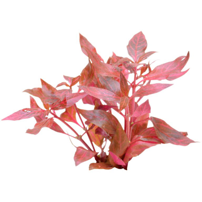 Easy grow 3 alternanthera cardinalis variegata - Aquadistri