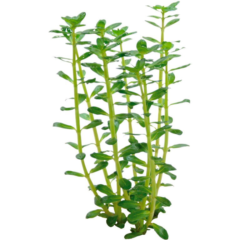 Easy grow 5 rotala indica - Aquadistri