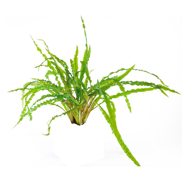 Easy grow 15 cryptocoryne balansae - Aquadistri