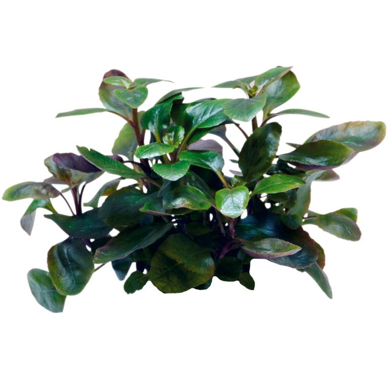 Easy grow 67 lobelia cardinalis dwarf - Aquadistri