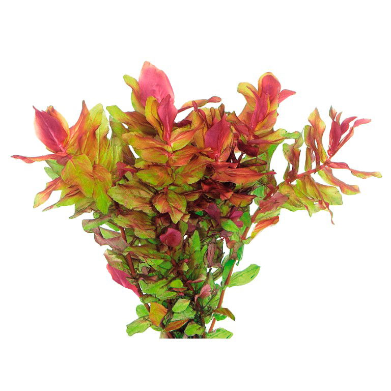 Easy grow 101 rotala macrandra - Aquadistri