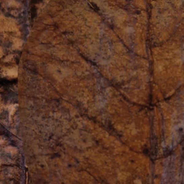https://cdn.warentuin.nl/media/catalog/product/S/C/SCAN8715897336201_01_colombo_aquarium_accesoires_colombo_catappa_10x_e908.jpg