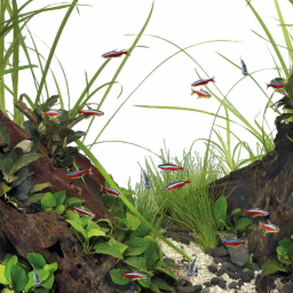 https://cdn.warentuin.nl/media/catalog/product/S/C/SCAN8715897341656_01_superfish_aquarium_accesoires_superfish_quadro__2dbd.jpg