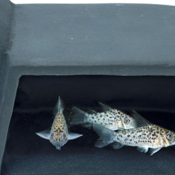 https://cdn.warentuin.nl/media/catalog/product/S/C/SCAN8715897342363_01_superfish_aquarium_accesoires_sf_undergravel_fi_7635.jpg