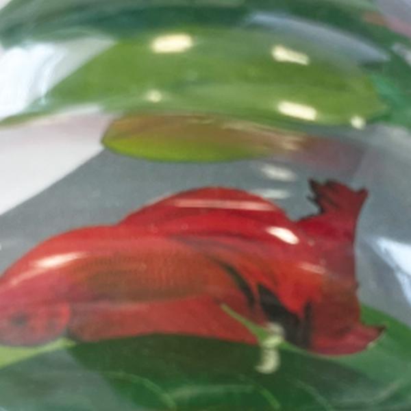 Sf betta bed 3 leaves - Superfish