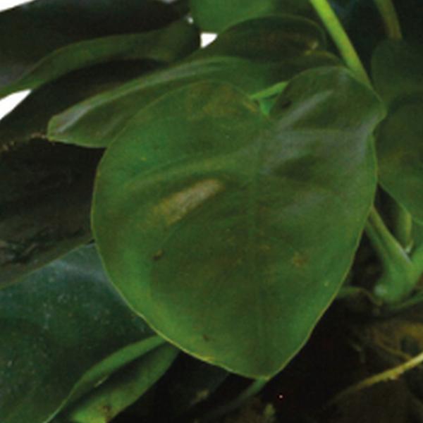 https://cdn.warentuin.nl/media/catalog/product/S/C/SCAN8715897352058_01_aquadistri_planten_ap_ball_anubias_nana_aquafleur_60bc.jpg