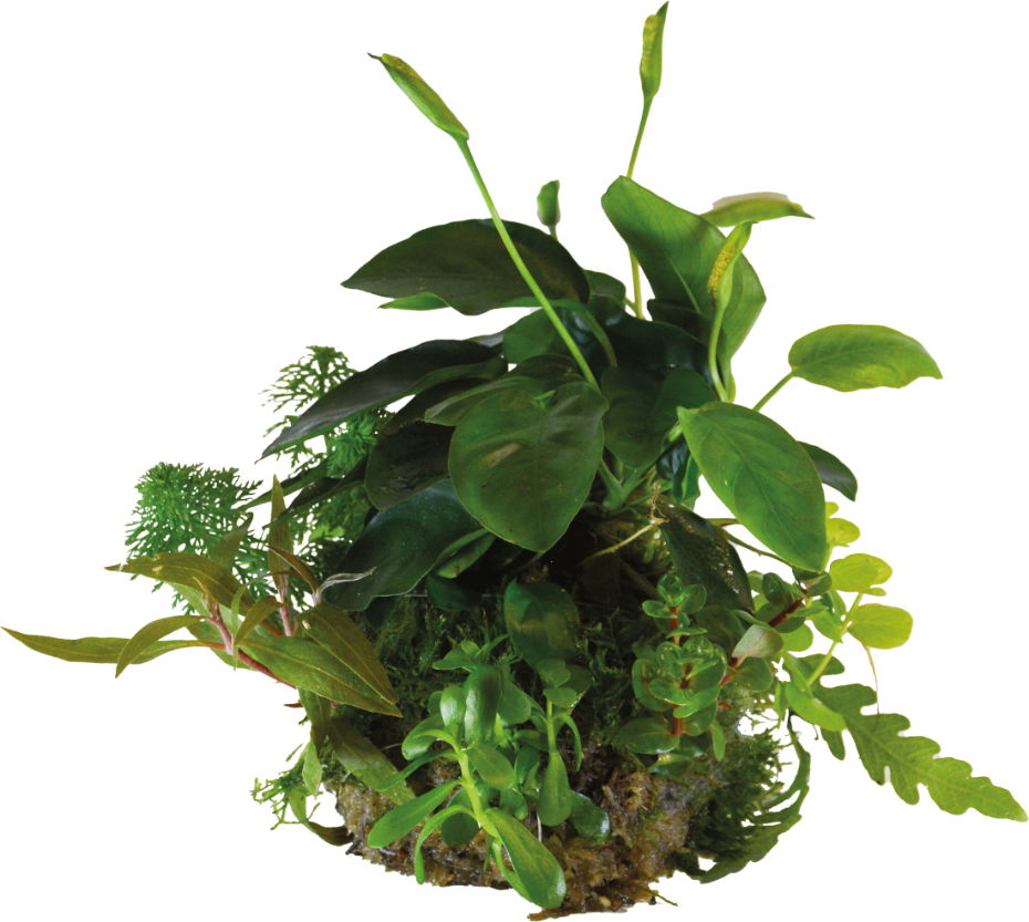 https://cdn.warentuin.nl/media/catalog/product/S/C/SCAN8715897352058_aquadistri_planten_ap_ball_anubias_nana_aquafleur_e25e.jpg