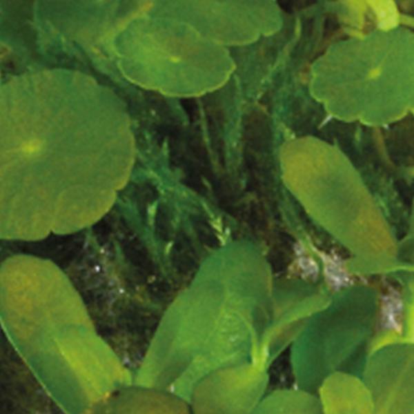 https://cdn.warentuin.nl/media/catalog/product/S/C/SCAN8715897352065_01_aquadistri_planten_ap_ball_hydrocotyle_verticillata_aquafl_5a03.jpg