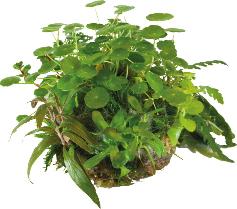 https://cdn.warentuin.nl/media/catalog/product/S/C/SCAN8715897352065_aquadistri_planten_ap_ball_hydrocotyle_verticillata_aquafleur_b9ad.jpg