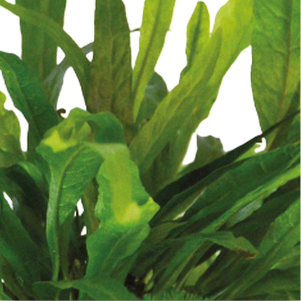 https://cdn.warentuin.nl/media/catalog/product/S/C/SCAN8715897352072_01_0153.png