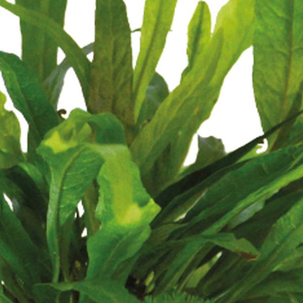 https://cdn.warentuin.nl/media/catalog/product/S/C/SCAN8715897352072_01_aquadistri_planten_ap_ball_microsorum_pteropus_aquafleur_e07e.jpg