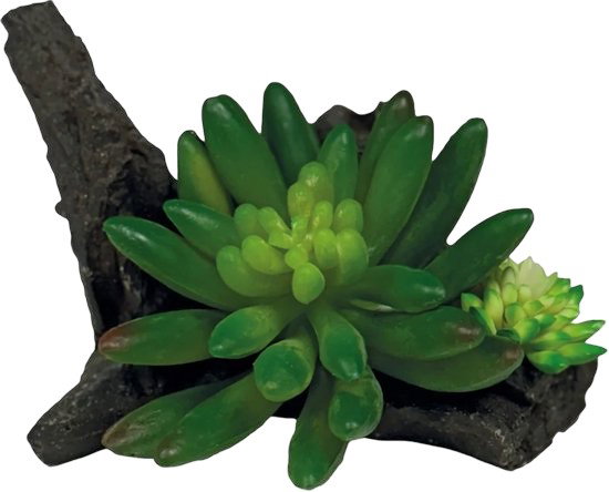 https://cdn.warentuin.nl/media/catalog/product/S/C/SCAN8715897353482_plant_succulent_on_deco_repto_3756.jpg