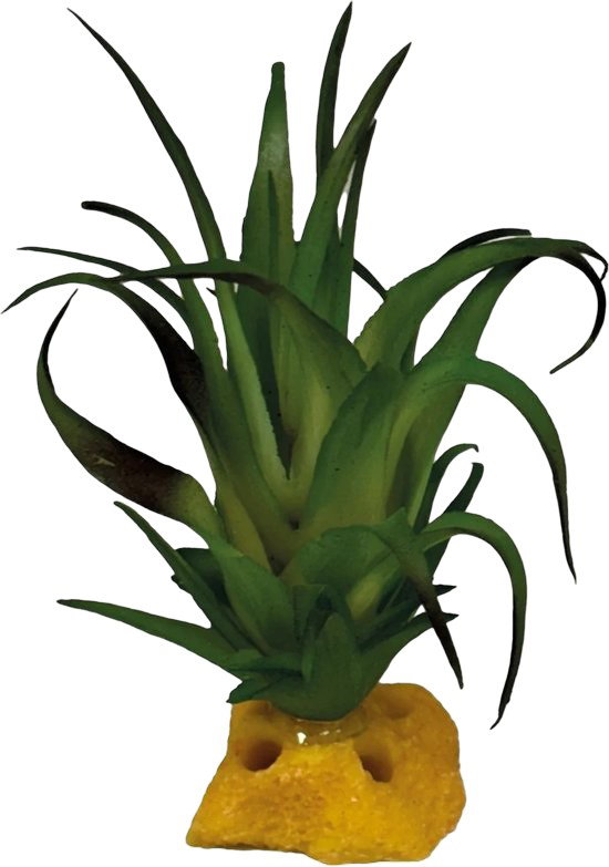 https://cdn.warentuin.nl/media/catalog/product/S/C/SCAN8715897353499_plant_tillandsia_repto_e1a3.jpg