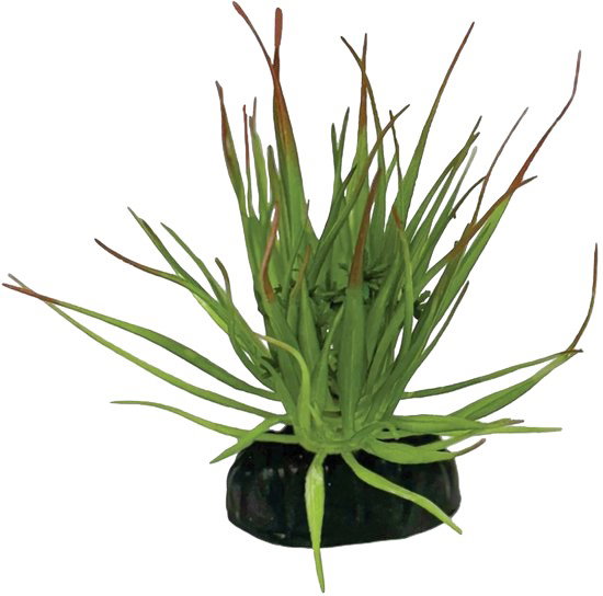 https://cdn.warentuin.nl/media/catalog/product/S/C/SCAN8715897353505_plant_tillandsia_ion_repto_c607.jpg