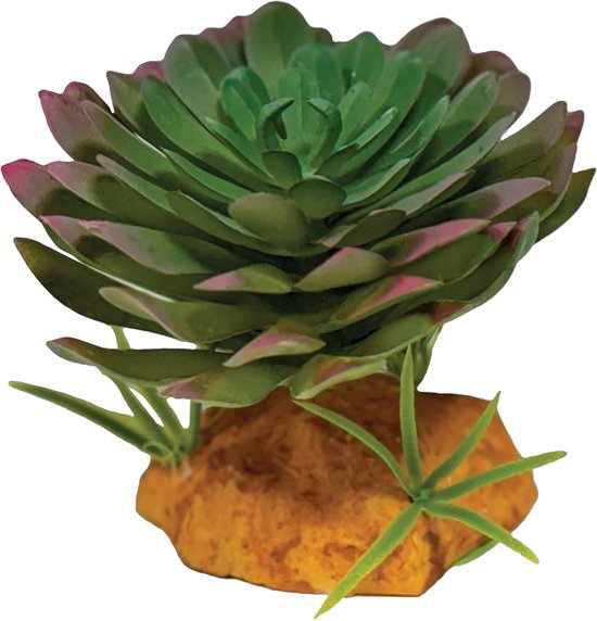 https://cdn.warentuin.nl/media/catalog/product/S/C/SCAN8715897353628_plant_echeveria_repto_409c.jpg