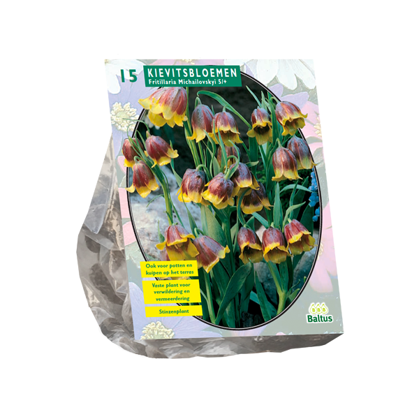 Fritillaria Michailovskyi per 15 bloembollen Baltus - Baltus