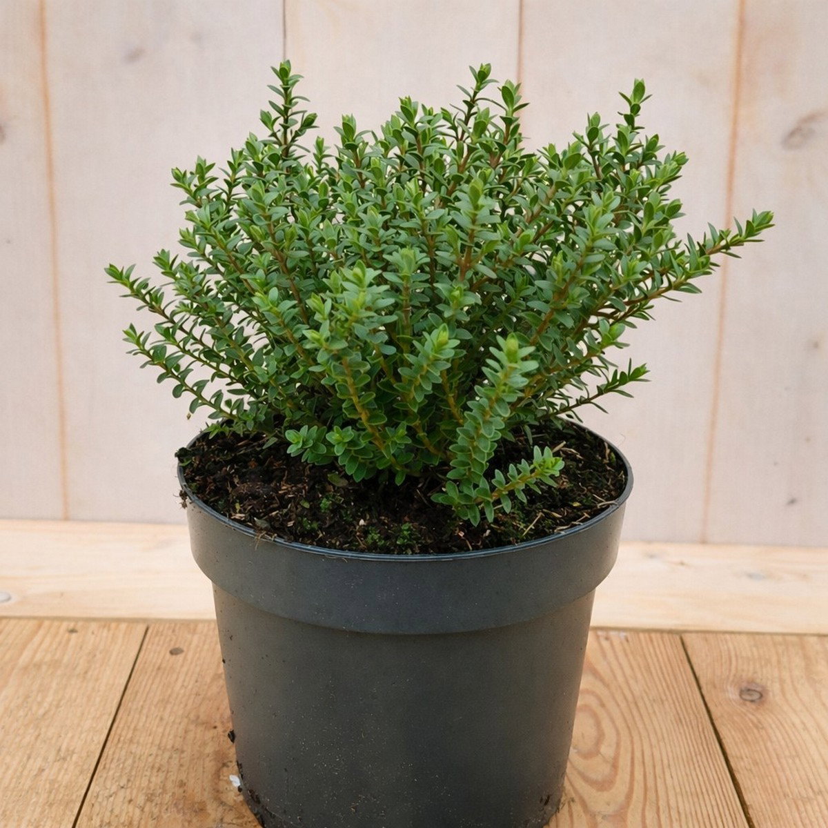 Hebe Vernicosa 30 cm groenblijvend vaste plant helderblauwe bloem Warentuin Natuurlijk - Warentuin natuurlijk