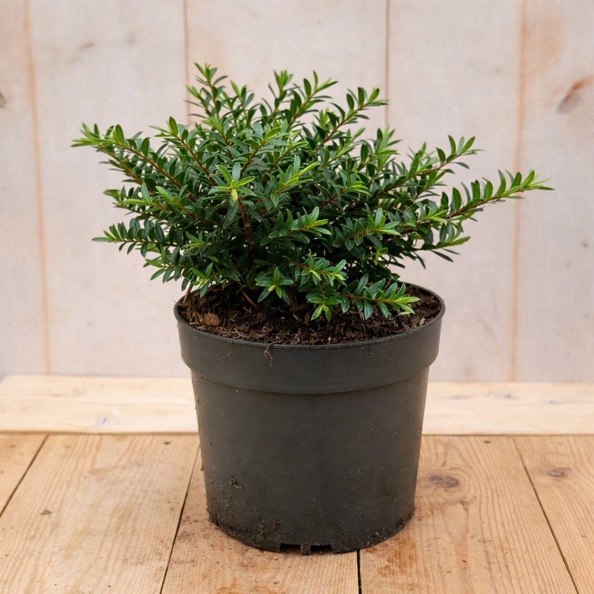 Hebe Celina 30 cm groenblijvend vaste plant witte bloem Warentuin Natuurlijk - Warentuin natuurlijk