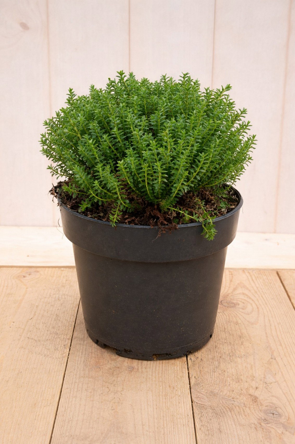 Hebe Green Globe Emerald Gem 30 cm groenblijvend vaste plant Warentuin Natuurlijk - Warentuin natuurlijk