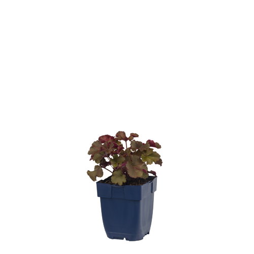 https://cdn.warentuin.nl/media/catalog/product/S/C/SCAN8717191088565_heuchera_melting_fire_griffioen_f866.jpg