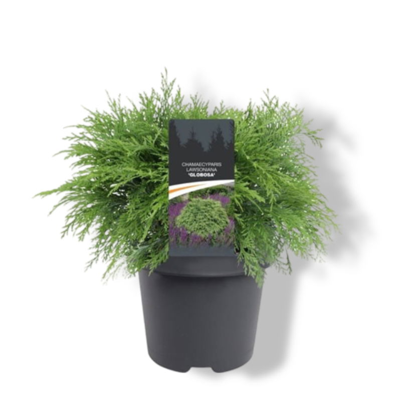https://cdn.warentuin.nl/media/catalog/product/S/C/SCAN8717191217842_01_warentuin_natuurlijk_chamaecyparis_law_globosa_40_50_cm_co_3d84.jpg
