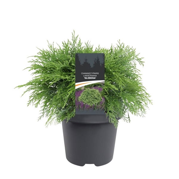 Warentuin natuurlijk Chamaecyparis law. Globosa 40-50 cm Conifeer - 